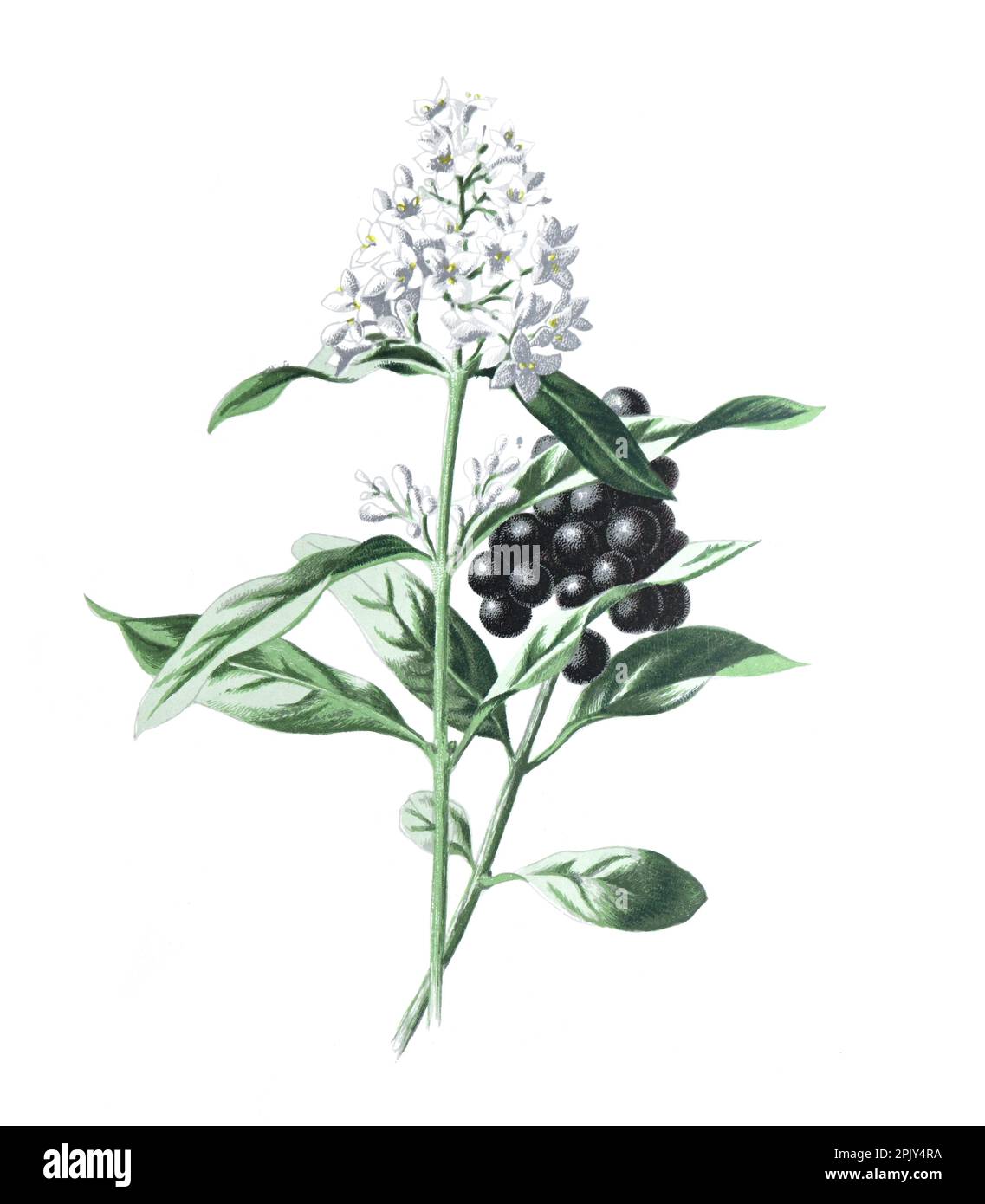 Ligustrum Lucidum oder Privet Plant. Ligustrum vulgare. Antike handgezeichnete Pflanzenillustration. Vintage Hand gezeichnete wilde Feld Blume Illustration. Stockfoto
