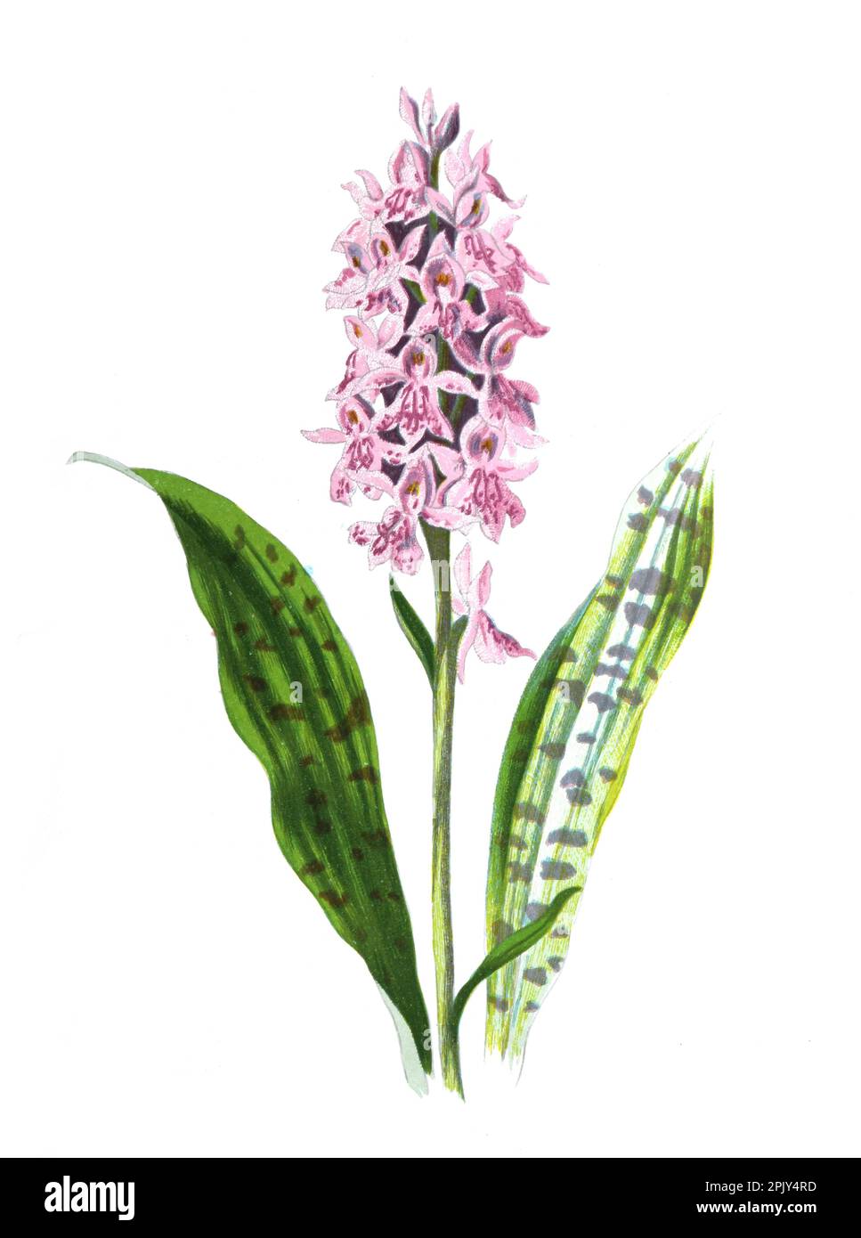 Orchis mascula, die frühe violette Orchidee, frühfrühlingshorchis oder gefleckte orchideen. Vintage Hand gezeichnete wilde orchisblume. Orchis mascula Illustration. Stockfoto