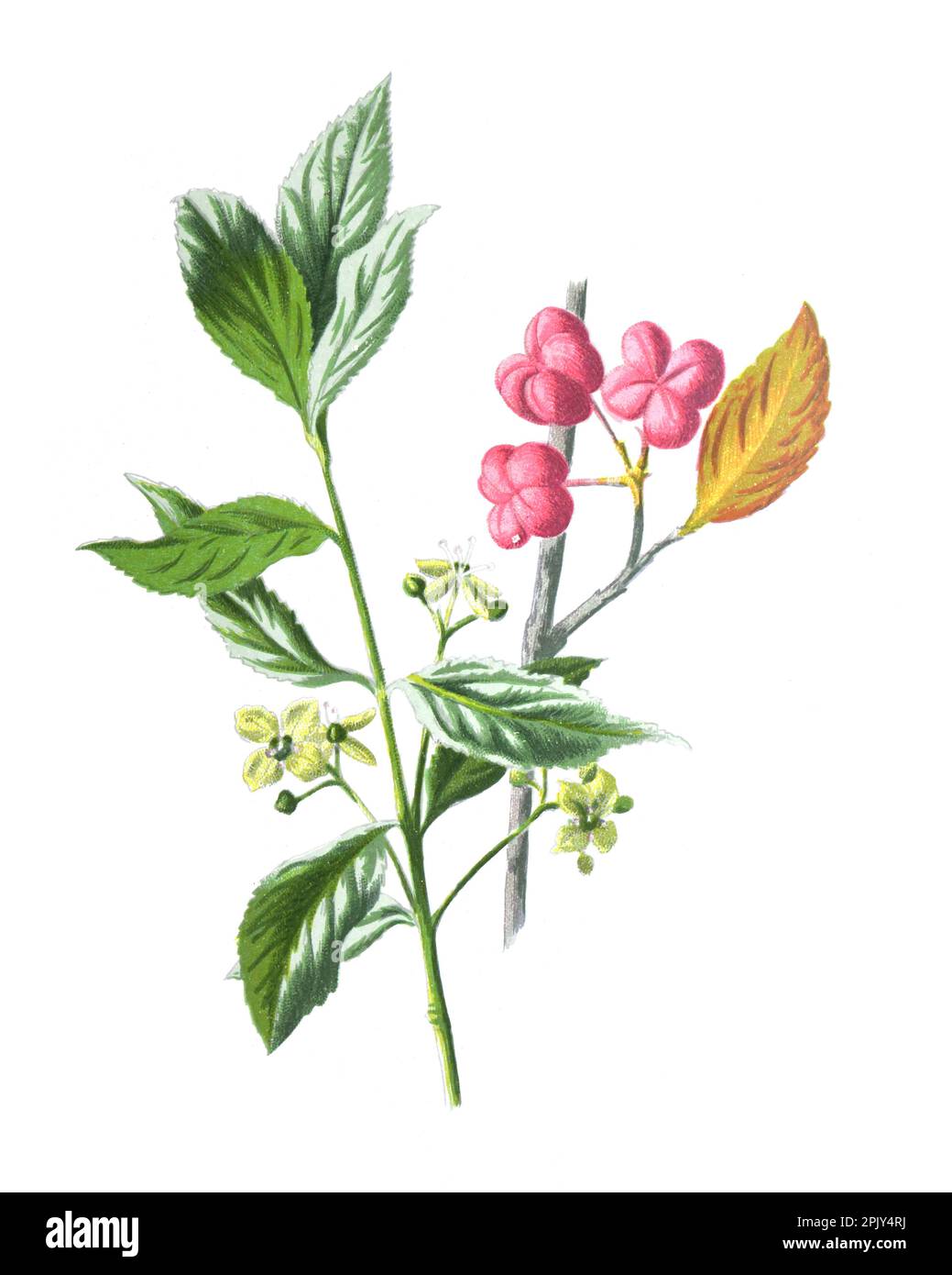 Euonymus europaeus, auch bekannt als geflügelte Spindel (Euonymus Species, Common Spindle Bush, European Spindle Tree). Vintage-Illustration mit wilden Blumen. Stockfoto
