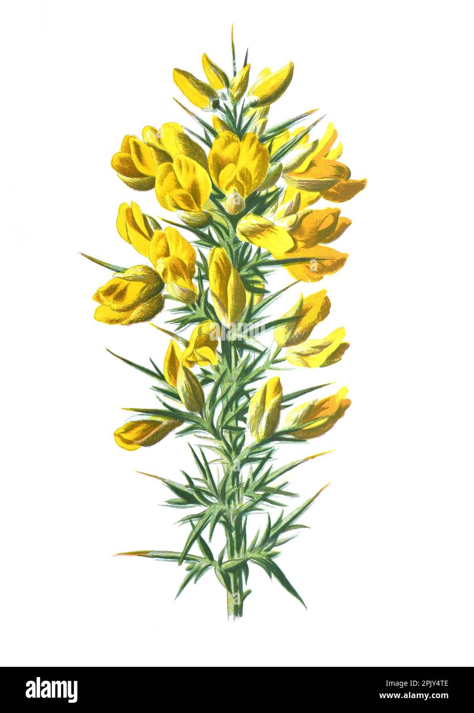 Gors oder Furze Blume (ulex Blume). Oder Besenblume. Antike handgezeichnete Feldblumen Illustration. Vintage Hand gezeichnete wilde Feld Blume Illustration. Stockfoto