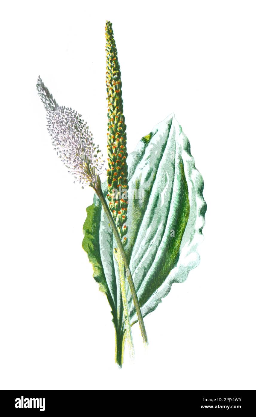 Plantago Major, der breitblättrige Kochbanane, der Fuß des weißen Mannes oder der größere Kochbanane. Vintage Hand gezeichnete wilde Feldblumen Illustration. Stockfoto
