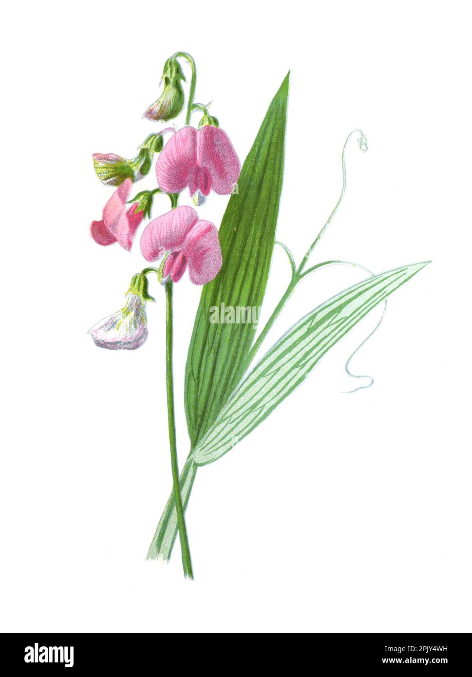 Ewige Erbse oder Lathyrus latifolius, die ewige Erbse, mehrjährige Erbse, breitblättrige ewige Erbse. Vintage handgezeichnete Wilderbsenblüten. Stockfoto
