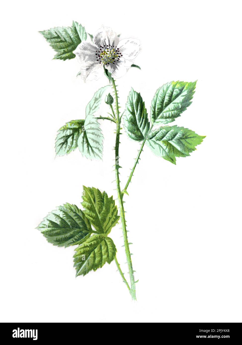 Tau Beeren oder die Taubeeren oder rubus oder Brombeeren Blüte. Antike handgezeichnete Feldblumen Illustration. Vintage Hand gezeichnete Wild Field Illustration. Stockfoto