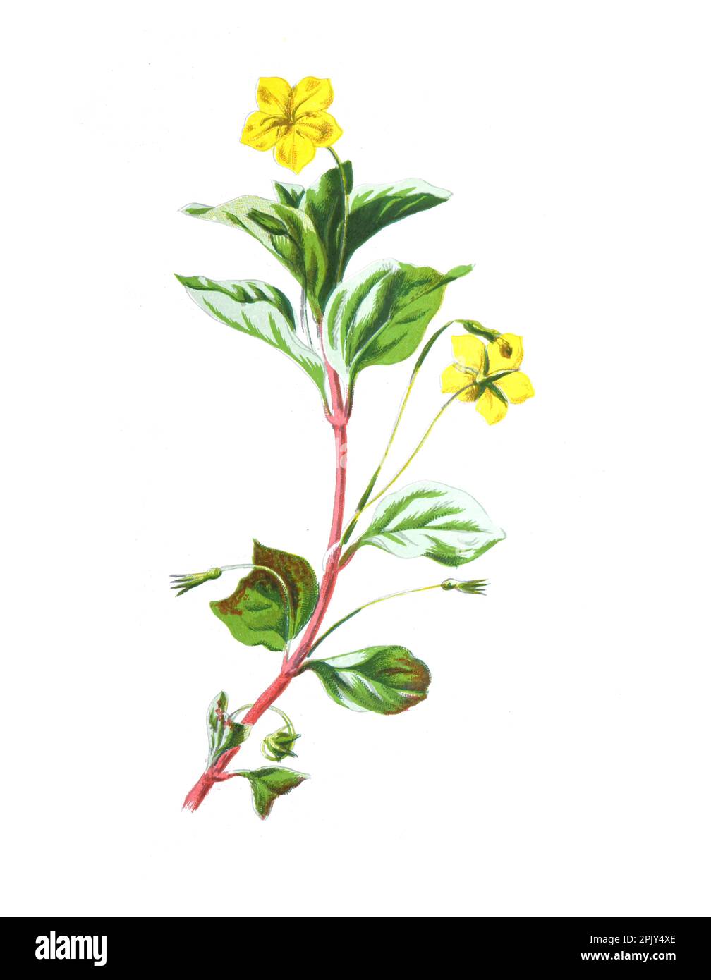 Lysimachia punctata, der große Loosestreit. Antike handgezeichnete Feldblumen Illustration. Vintage Hand gezeichnete wilde Feld Blume Illustration. Stockfoto