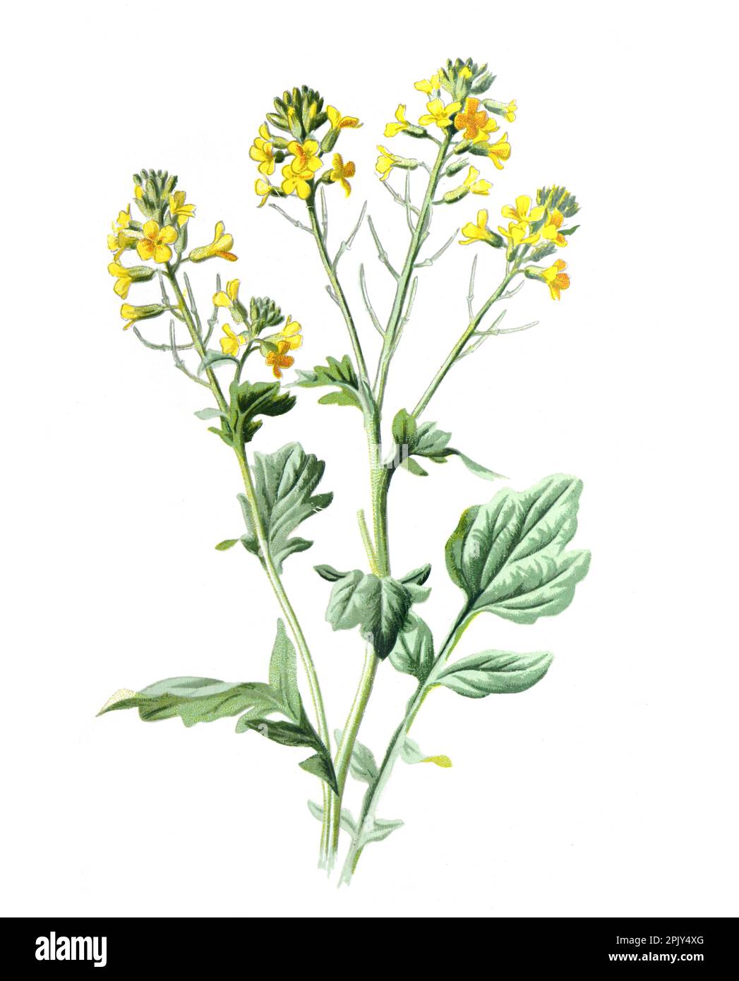 Barbarea (Winterkresse oder gelbe Rakete) Familie Brassicaceae. Antike handgezeichnete Feldblumen Illustration. Vintage Wild Field Blume Illustration. Stockfoto