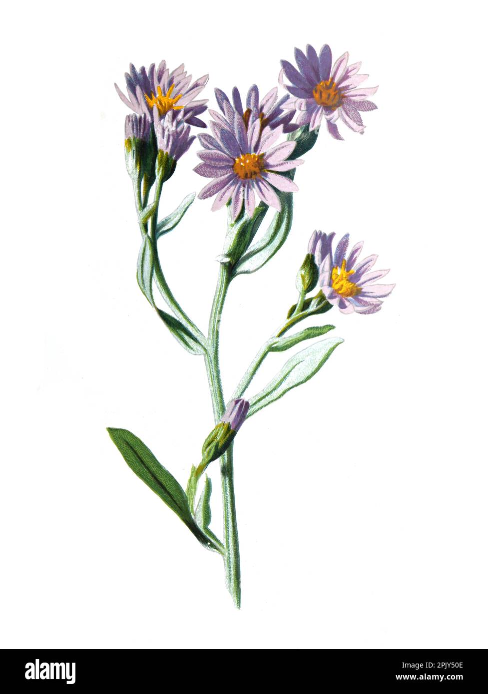 Aster (Gattung) oder Sternkraut. Antike handgezeichnete Feldblumen Illustration. Vintage Hand gezeichnete Wild Field Aster Illustration. Stockfoto