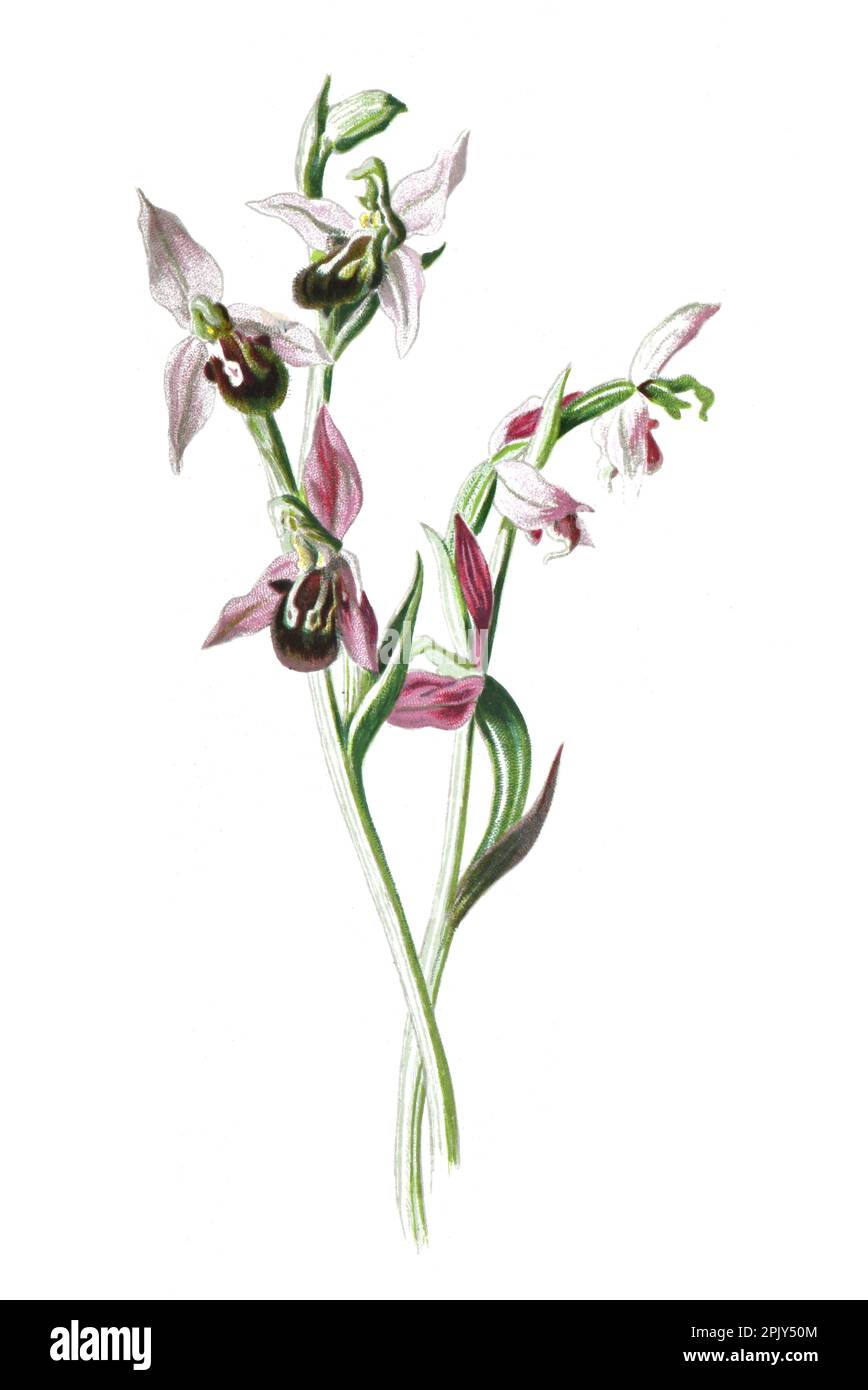 Bienenorchidee oder Cottonia peduncularis. Antike handgezeichnete Feldblumen Illustration. Vintage Hand gezeichnete Wild Field Orchidee Illustration. Stockfoto