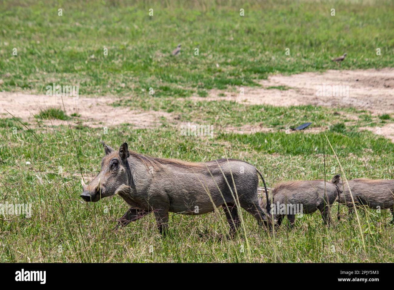 Warthog, afrikanisches Wildschwein in der Savanne in Afrika, im Nationalpark für Tierschutz Stockfoto