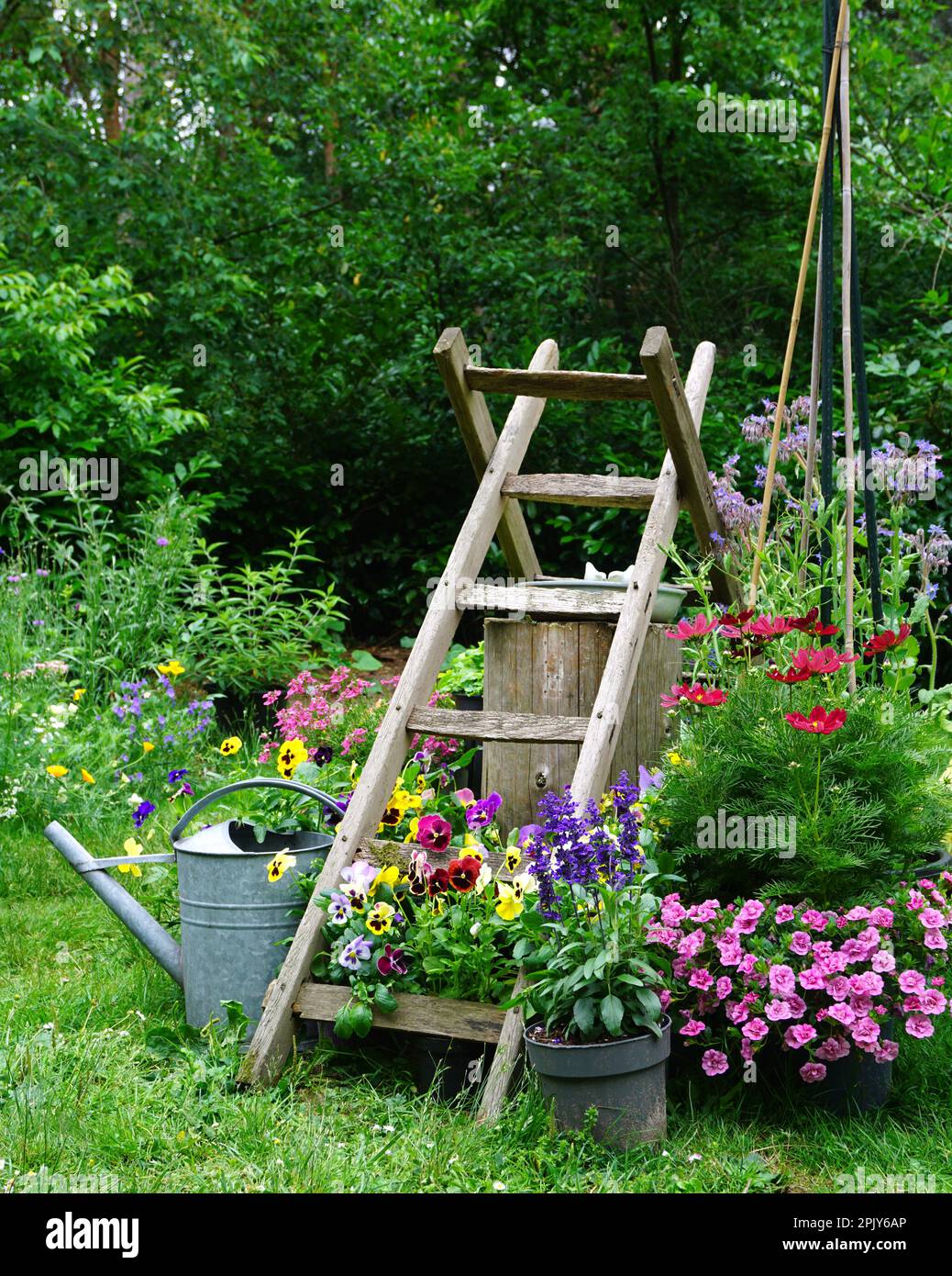 Wilde Kräuter und Feldblumen mit eiserner Gießkanne. Gartenbild im englischen Landhausstil. Gartenkonzept eines ländlichen Gartens. Gut für Insekten. Stockfoto