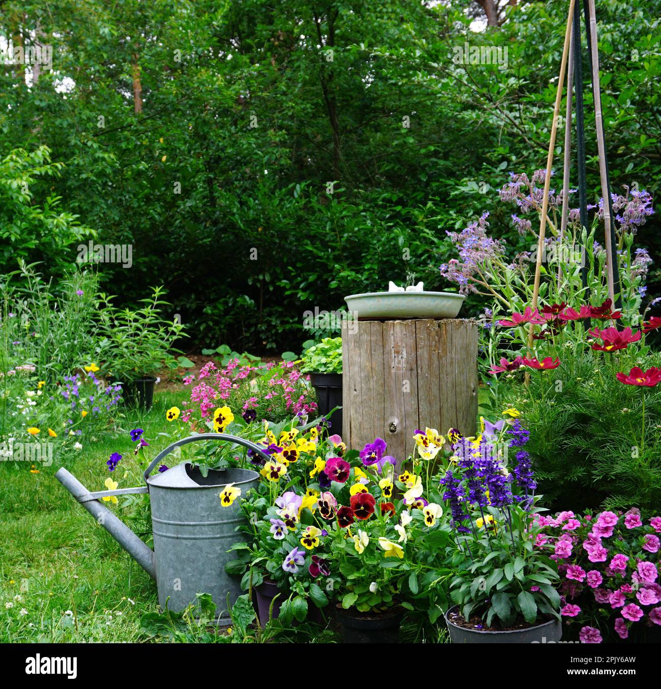 Wilde Kräuter und Feldblumen mit eiserner Gießkanne. Englisches Gartenbild im Landhausstil. Gartenkonzept eines ländlichen Gartens. Gut für Insekten. Stockfoto