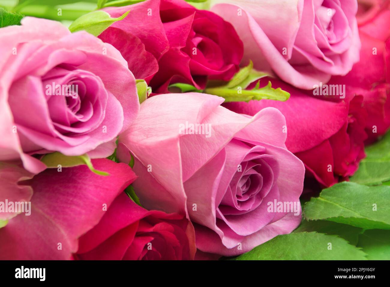 Ein Strauß roter und rosa Rosen aus der Nahaufnahme Stockfoto