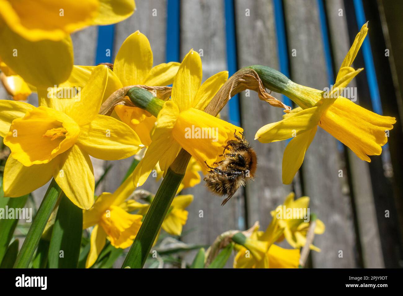 Tierwelt des Vereinigten Königreichs - 4. April 2023 - ein ungewöhnlicher Anblick einer gewöhnlichen Karderbiene (Bombus pascuorum), die Nektar aus Narzissen (Narzissen 'Tête-à-Tête') trinkt und in einem Garten in West Yorkshire, Burley-in-Wharfedale, England, mit Pollen bedeckt ist. Kredit: Rebecca Cole/Alamy Live News Stockfoto
