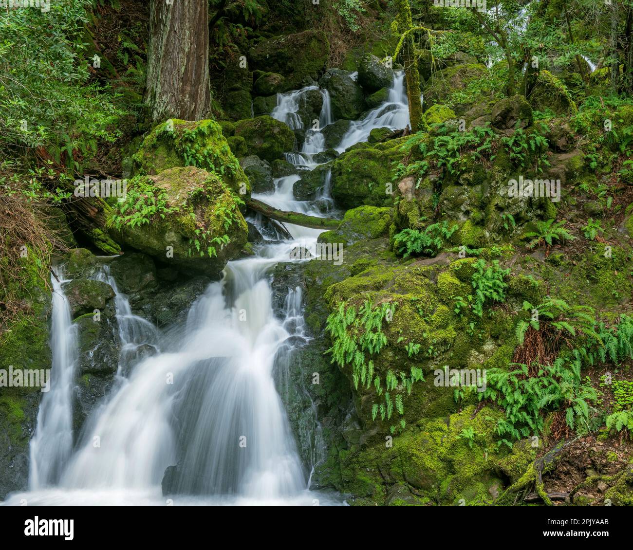 Lower Falls, Cataract Canyon, Mount Tamalpais, Marin County, Kalifornien Stockfoto