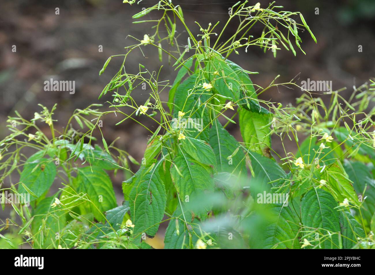 Im Sommer wächst Impatiens parviflora in freier Wildbahn Stockfoto
