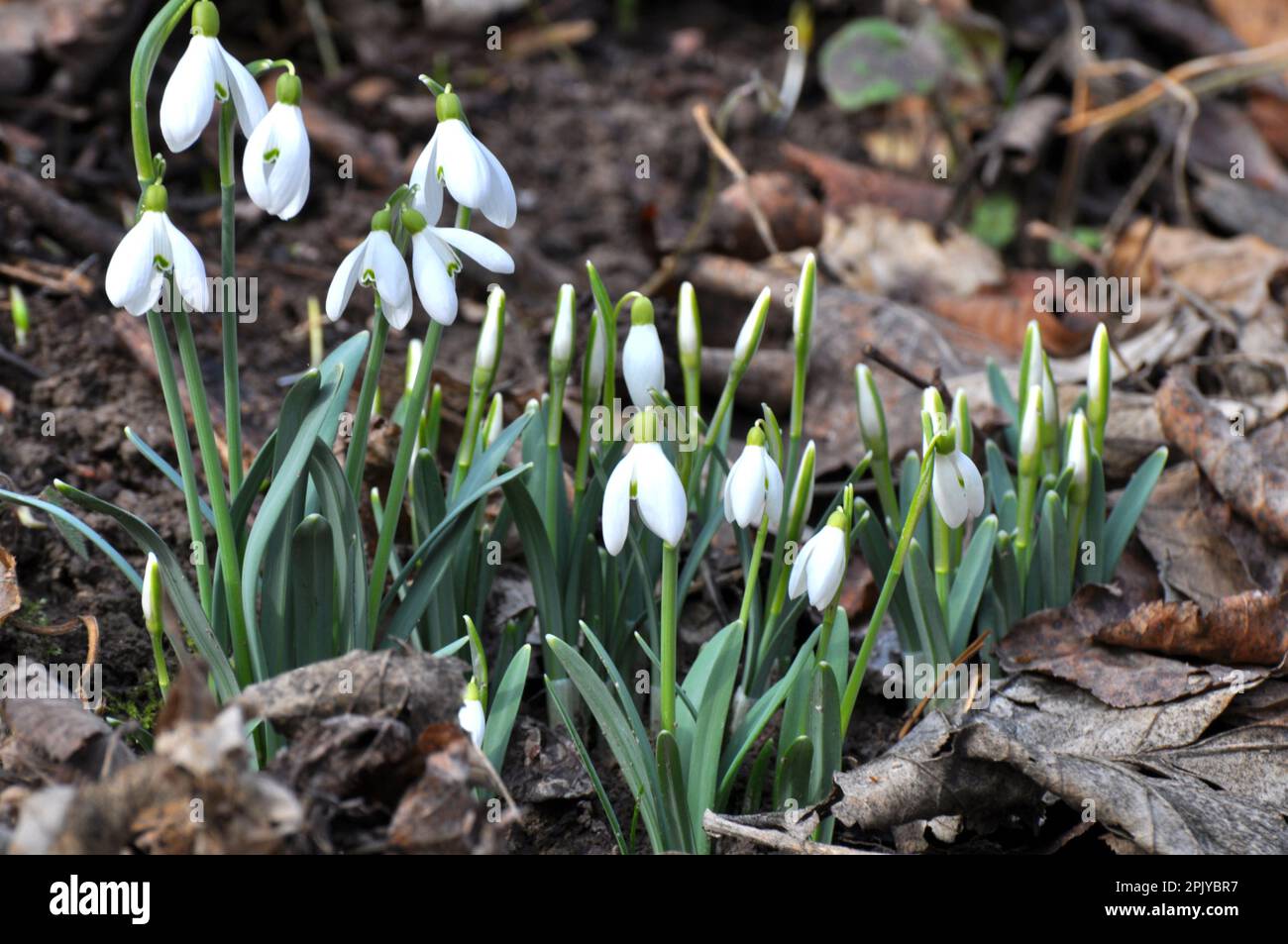 Im Wald in freier Wildbahn blühen Schneeglöckchen im Frühling (Galanthus nivalis). Stockfoto