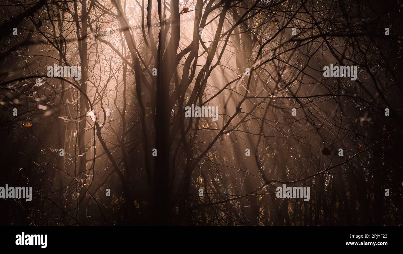 Dunkler geheimnisvoller Wald mit Sonnenstrahl, der durch Nebel scheint. Mystische und gruselige Wälder. Stimmungsvolle Stimmung in der Natur Stockfoto