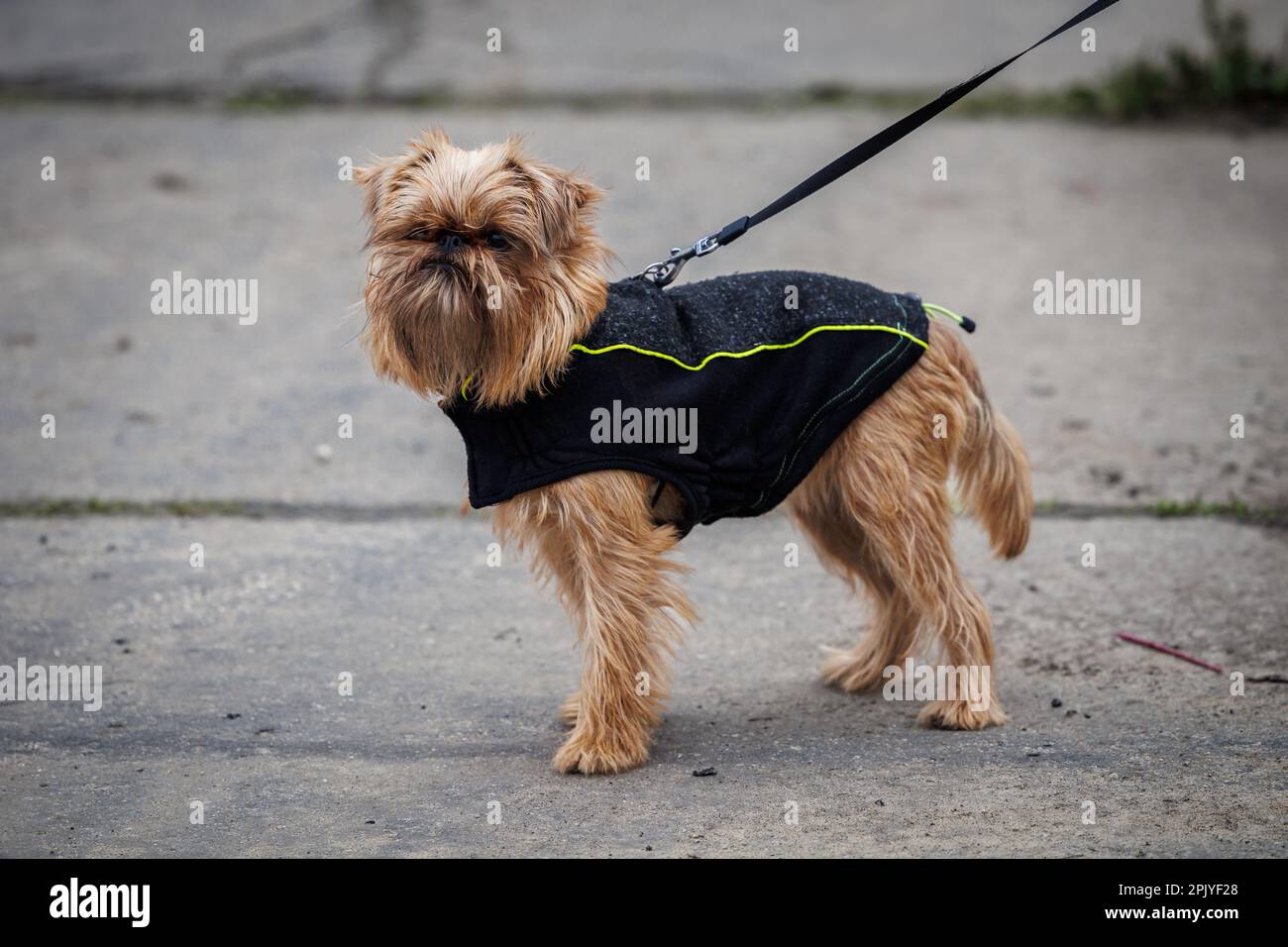 Hundegang auf der Straße. Brüssel Griffon trägt Hundeanzug. Stockfoto