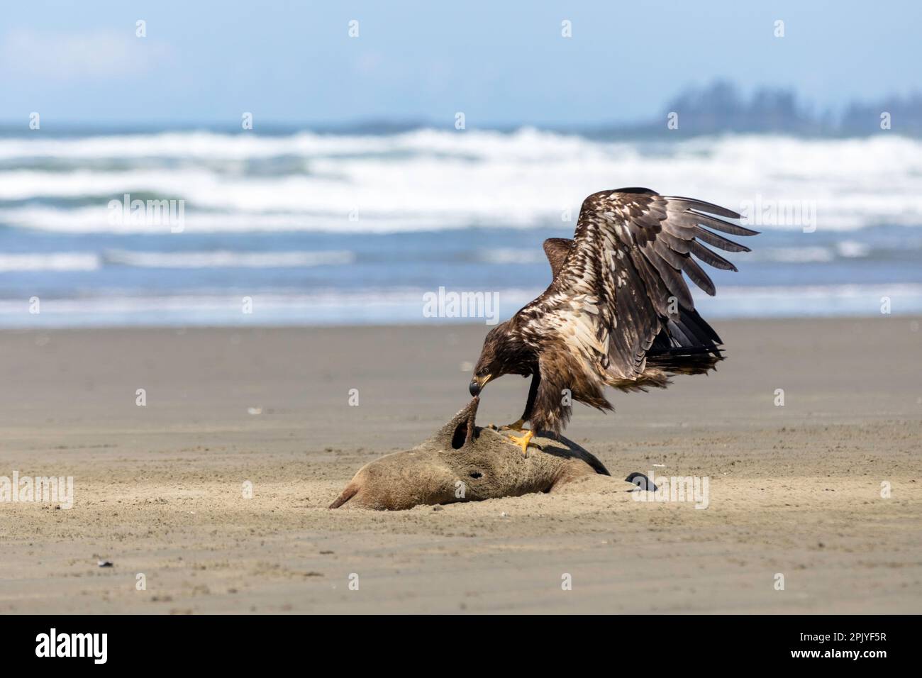 Ein Goldener Adler, ein bekannter Raubvogel, weint in einen angespülten Seelöwen an der Westküste von Vancouver Island, Kanada Stockfoto
