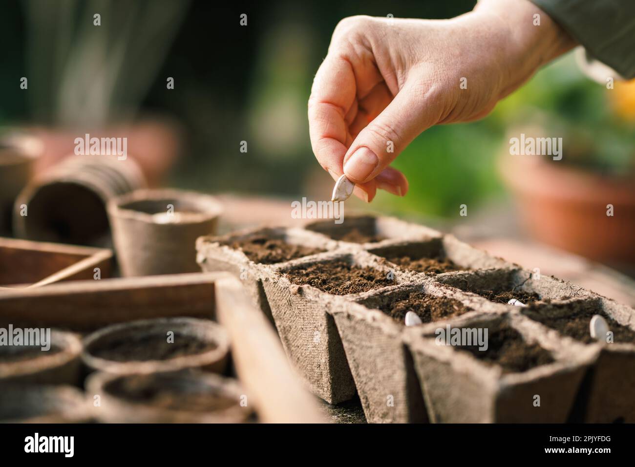 Landwirt, der Saatgut in eine Setzschale pflanzt. Biologisch abbaubarer Torftopf für Aussaat und Gartenarbeit Stockfoto