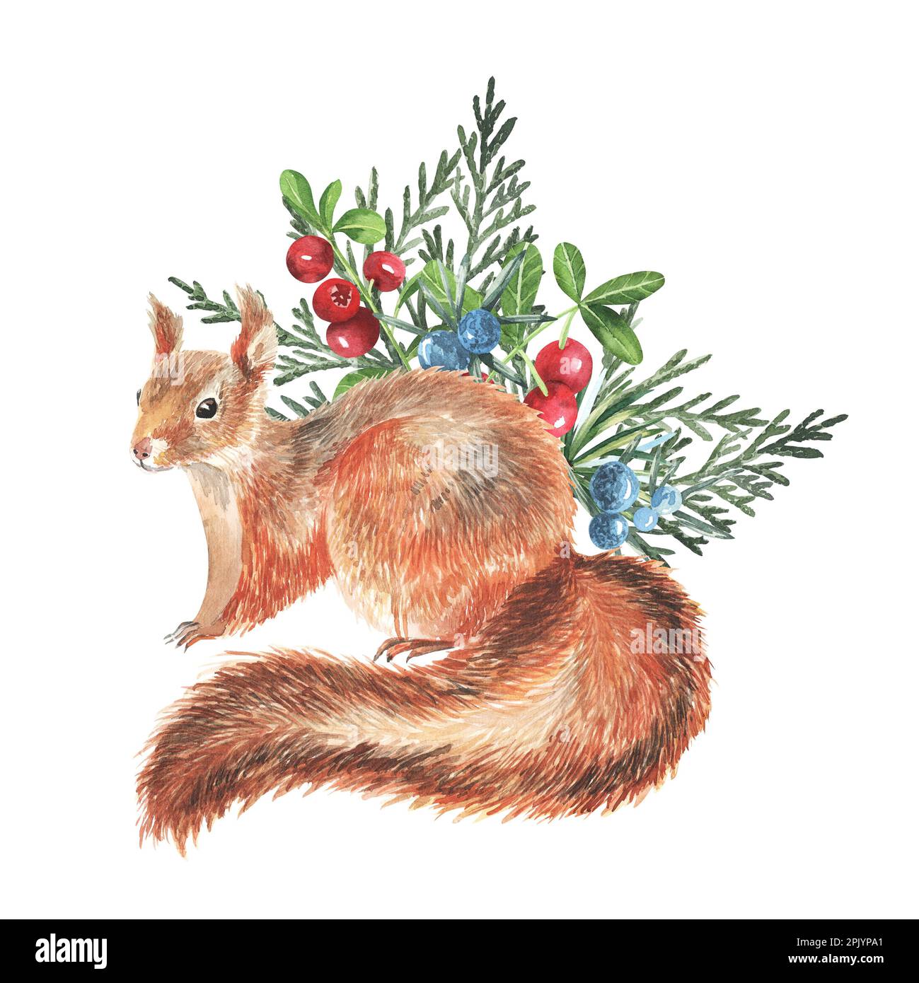 Wildtiere im Herbstwald – Farbpalette. Handgezeichnetes Eichhörnchen mit Cowberry, grünen Thuja-Blättern. Realistisches Naturelement. Lustige Tierwälder Stockfoto