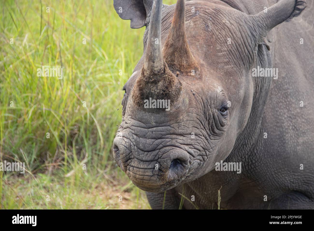 Weißes Nashorn oder Rhinozeros mit eckigen Lippen (Ceratotherium Simum) in Imire Rhino & Wildlife Conservancy Stockfoto