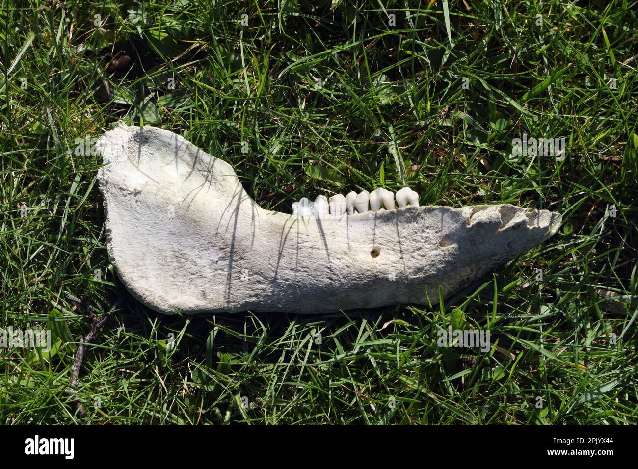 Totes Kieferknochen eines Tieres, das auf dem Boden liegt Stockfoto