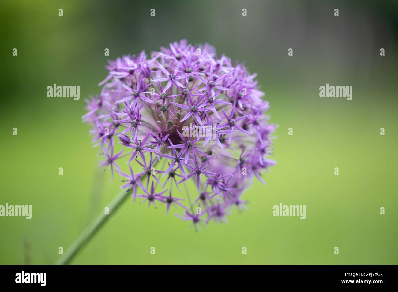 Violetter Allium-Blumenkopf, unbekannte Sorte (Juni) Stockfoto