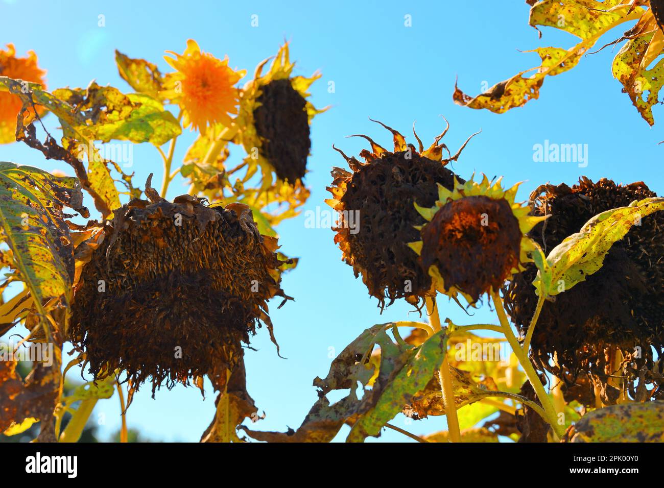 Verwelkte Sonnenblumen im Spätsommer Stockfoto