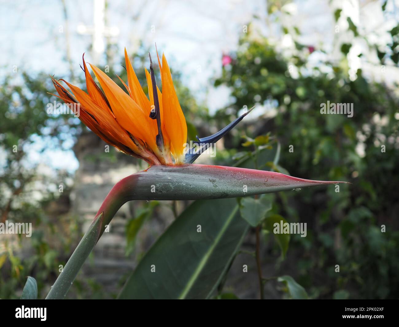 Nahaufnahme einer Blume aus Strelitzia caudata (Vogel des Paradieses) im Profil in einem Glashaus in Großbritannien. Stockfoto
