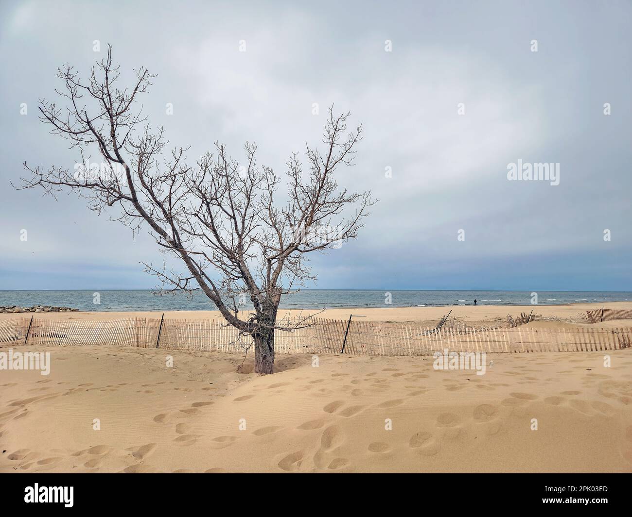 Nackter Buchenbaum an einem verlassenen Strand mit Schneezaun am Lake Michigan Stockfoto