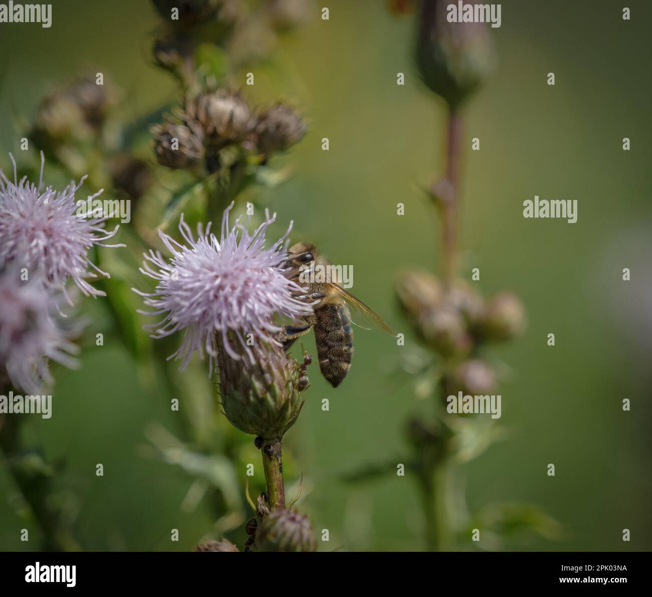 Wildbiene Nahtfauna Tierinsekten Artenvielfalt saarland deutschland verringert die Honigbienenzucht Nektar-Bestäubung Stockfoto