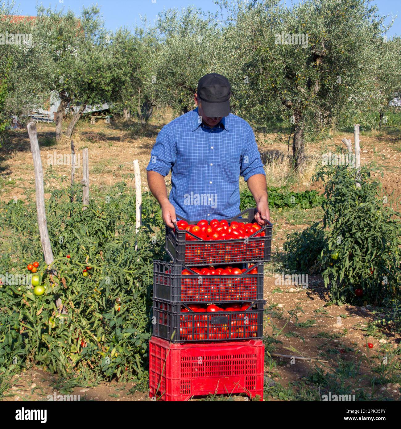 Bild eines Landwirts auf einem Feld auf dem Land mit Tomatenkisten während der Ernte. Stockfoto