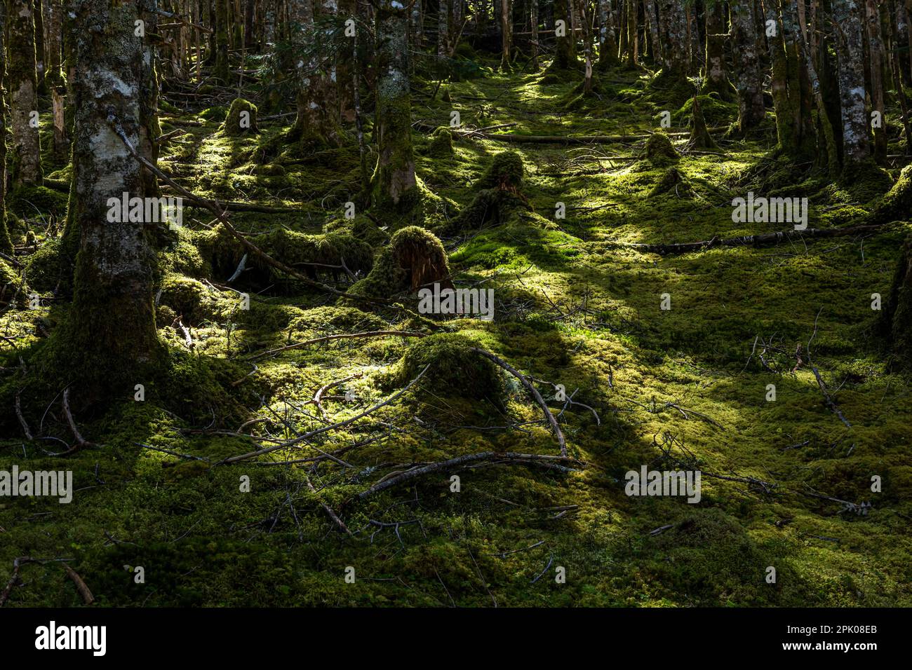 Einheimischer Wald aus Fir (Kiefer) mit dickem Moos, Pfad der Yatsugatake Gebirgskette, Nagano, Japan, Ostasien, Asien Stockfoto