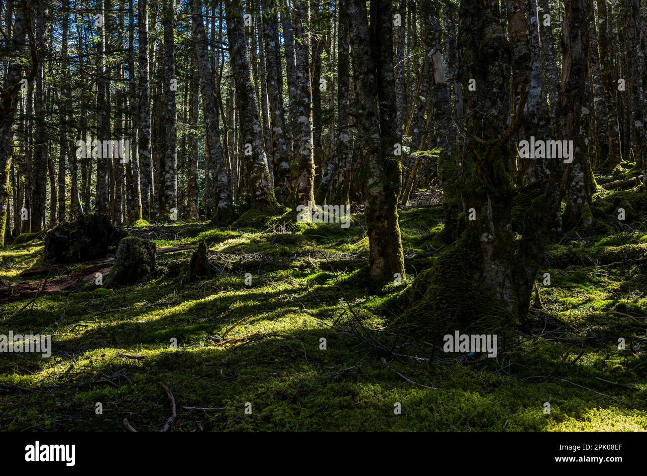 Einheimischer Wald aus Fir (Kiefer) mit dickem Moos, Pfad der Yatsugatake Gebirgskette, Nagano, Japan, Ostasien, Asien Stockfoto