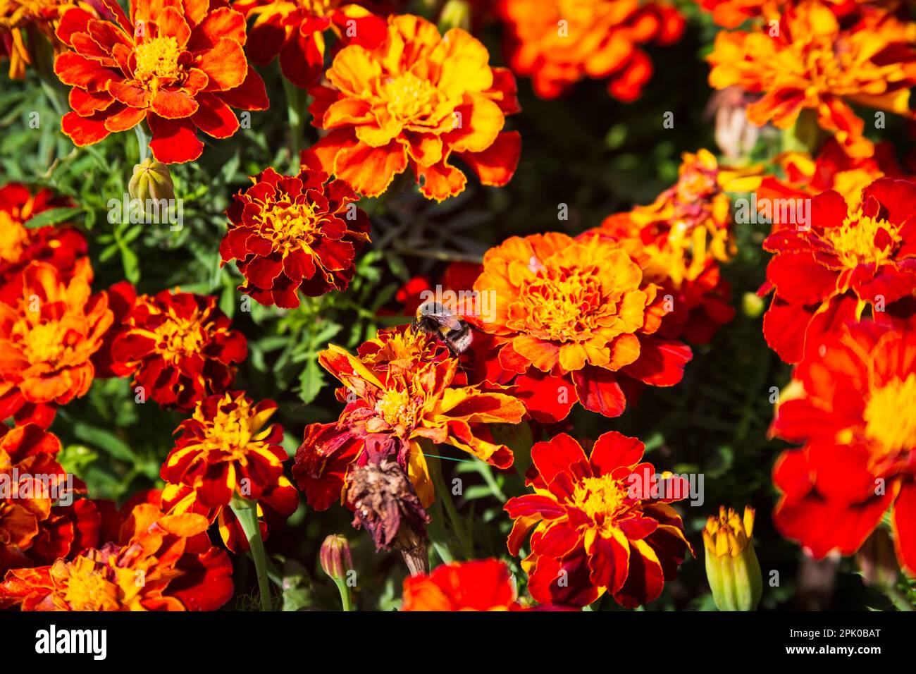 Frühling Blumen Stockfoto