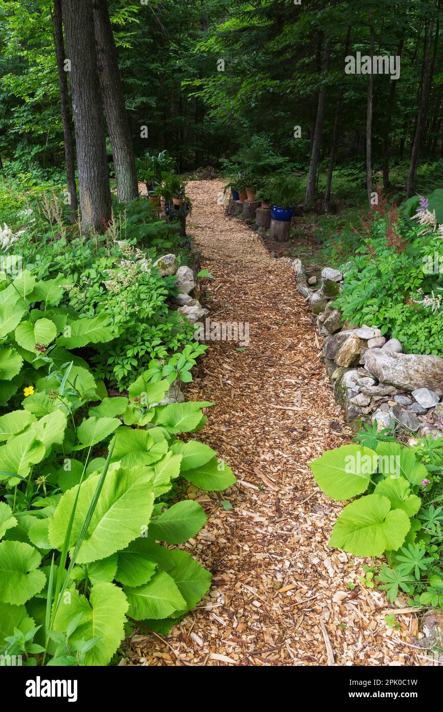 Fußweg zu Zedernmulch, im Sommer begrenzt von Inula helenium - Elecampan, Astilben und verschiedene Pflanzen in Pflanzmaschinen auf Baumstümpfen im Garten im Hinterhof. Stockfoto