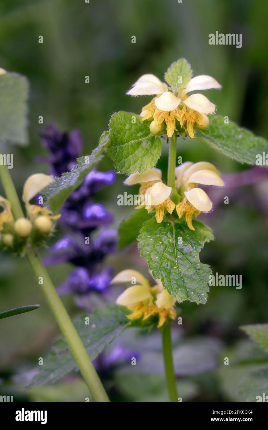 Lamium galeobdolon oder gelbe tote Brennnesseln im Frühling, Nahaufnahme Stockfoto