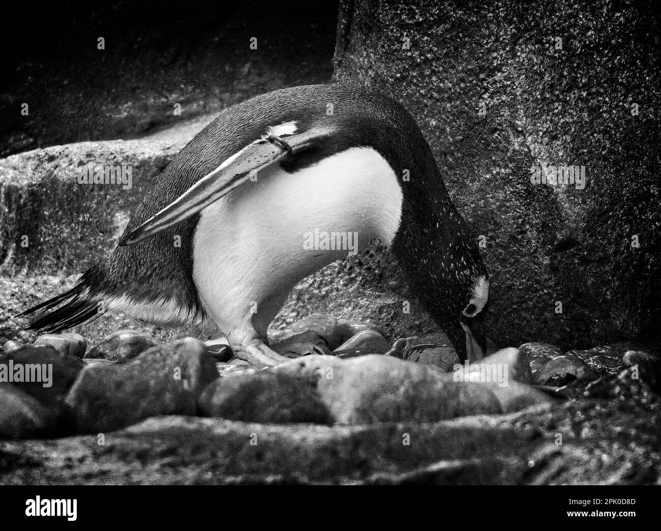 Gentoo Pinguin Zoo Calgary Alberta Stockfoto