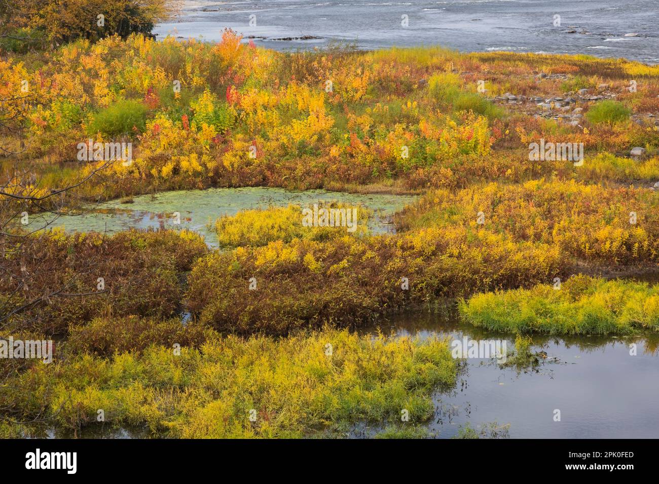 Im Herbst wächst im Mille-Iles-Fluss halbaquatische Vegetation, Lanaudiere, Quebec, Kanada. Stockfoto