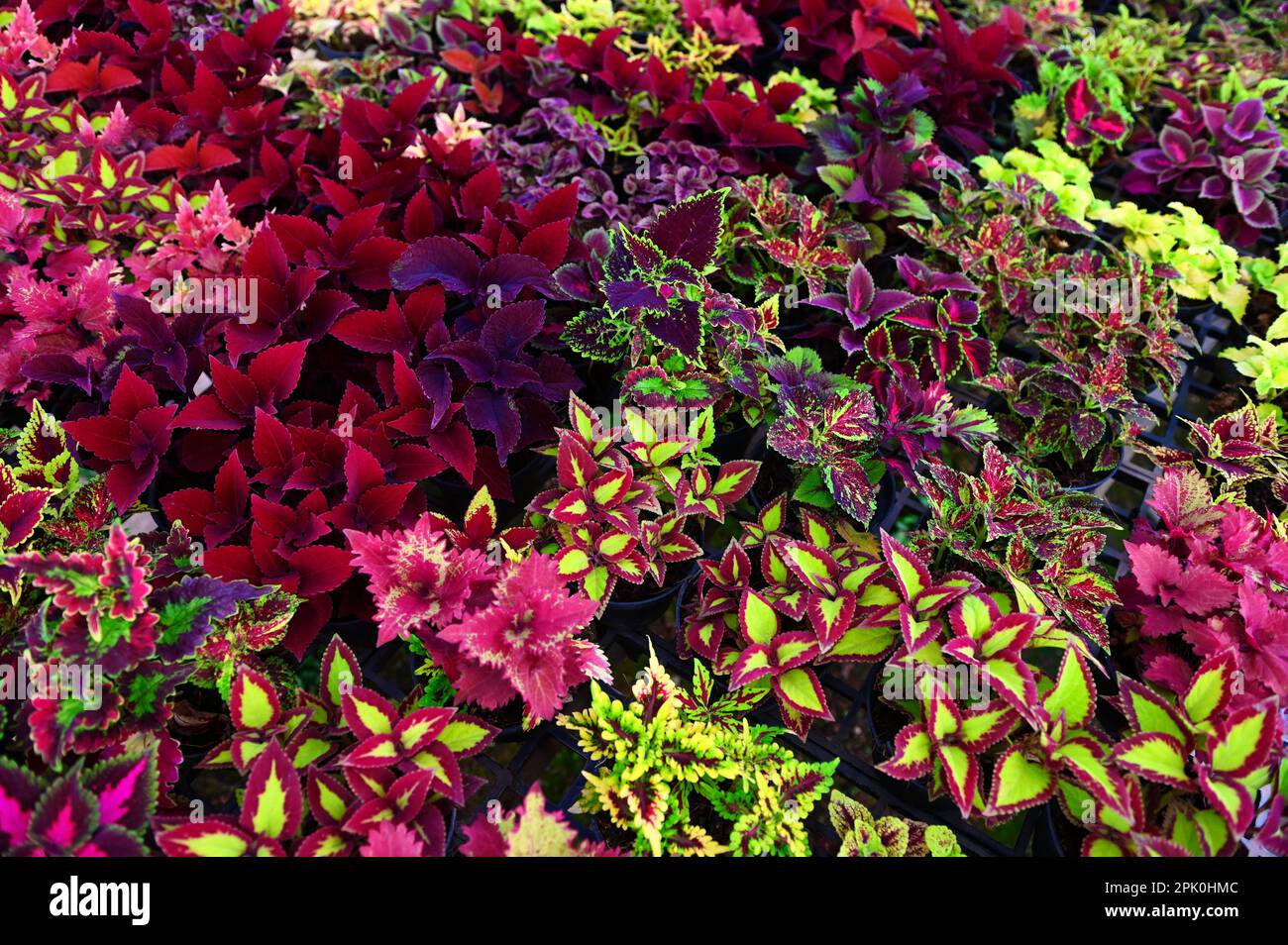 Farbenfrohe Pflanze Baum wunderschöne Pflanze im Topf, Coleus viele Arten von roten grünen violetten und rosa Blättern der Coleuspflanze, Plectranthus scutellarioides Stockfoto