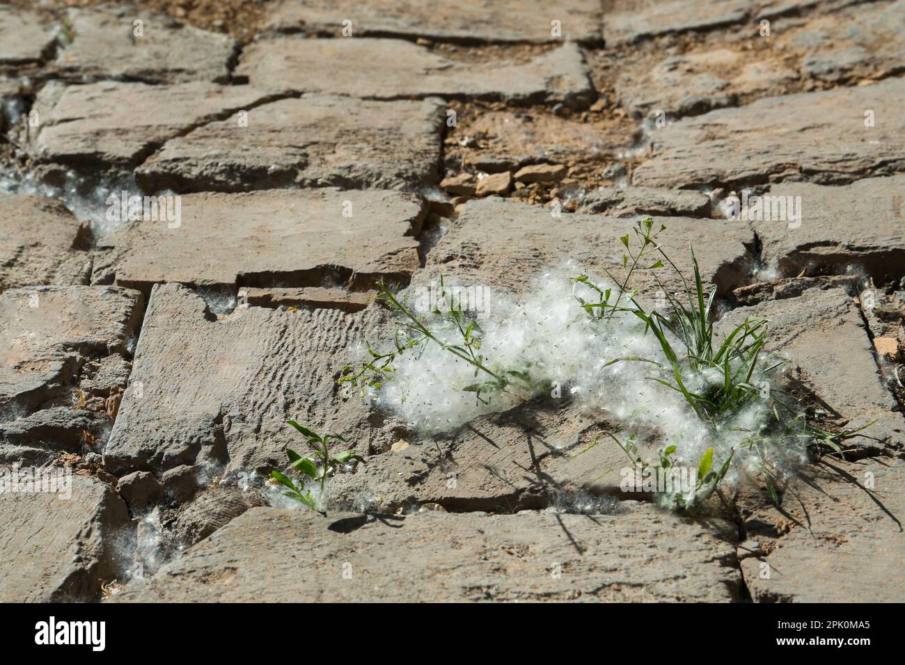Grünes Gras mit Pappelflusen im Freien an sonnigen Tagen, Platz für Text Stockfoto