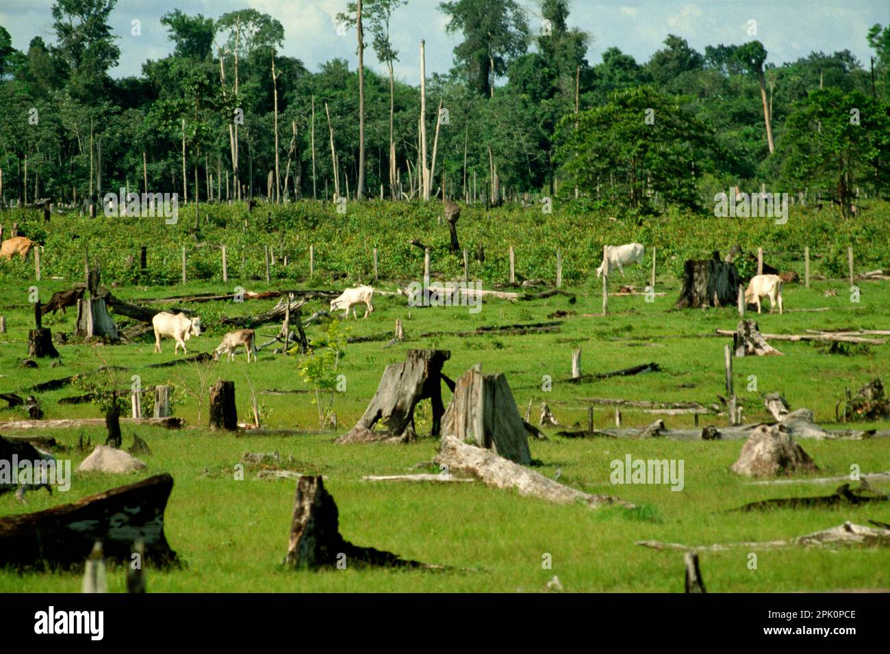 Viehweide auf abgeholzten tropischen Regenwaldflächen mit verbleibenden Baumstümpfen, Amazonasregion, Para, Brasilien. Die Tierhaltung setzt Treibhausgase (hauptsächlich Methan) aus, die zur globalen Erwärmung beitragen. Stockfoto