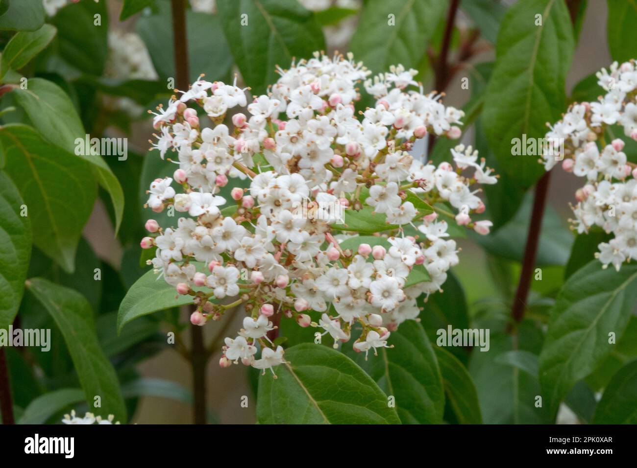Viburnum, Plant, Viburnum tinus „Eve Price“ Stockfoto