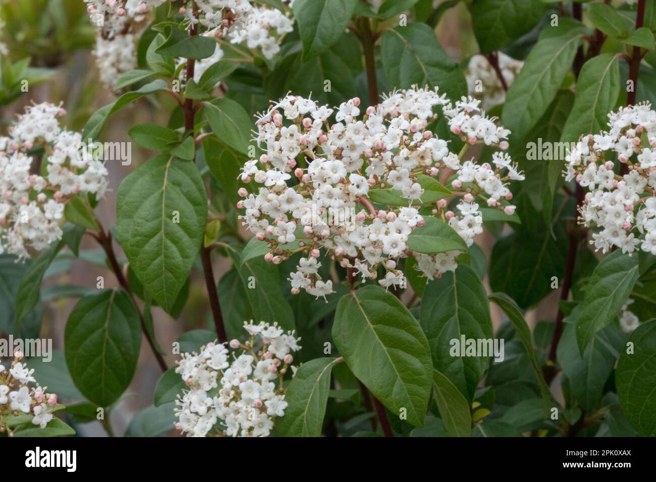 Viburnum tinus 'Eve Price', Viburnum, Shrub, Plant Stockfoto