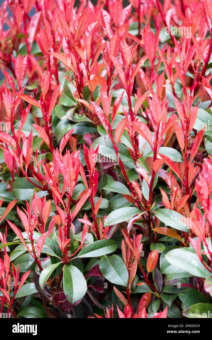 Rotspitze Photinia x fraseri „Robusta“, Photinia Plant, Rote Tops neue Frühlingsprosse Stockfoto