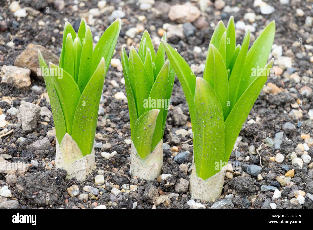 Frühjahrsprossen Pflanzen Eremurus neue Frühjahrsprossen Stockfoto