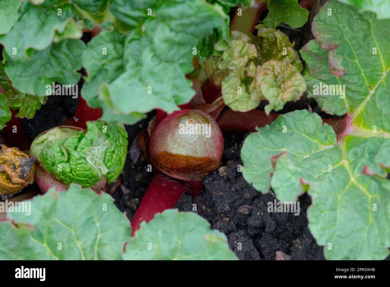 Aufstrebend, Bud, Rhubarb, Garten Stockfoto
