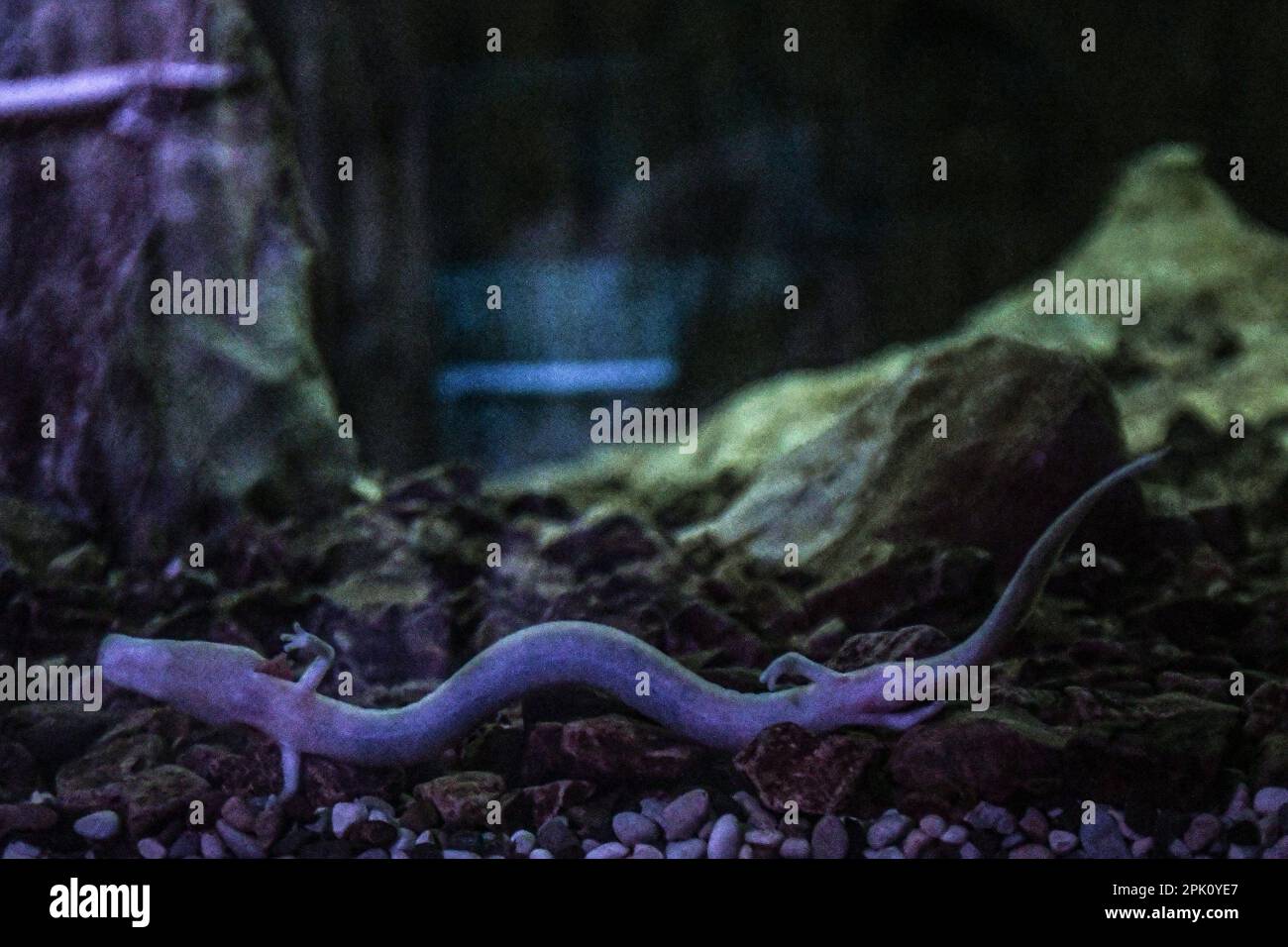 Ein Olm (Proteus anguinus). Höhle Postojna (Postojnska Jama) Vivarium. Slowenien Stockfoto