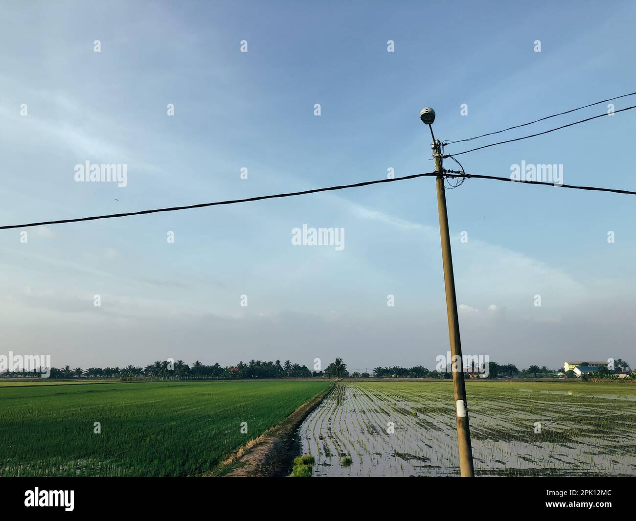 Reisfeld bei Sonnenuntergang mit Sonnenstrahlen Stockfoto