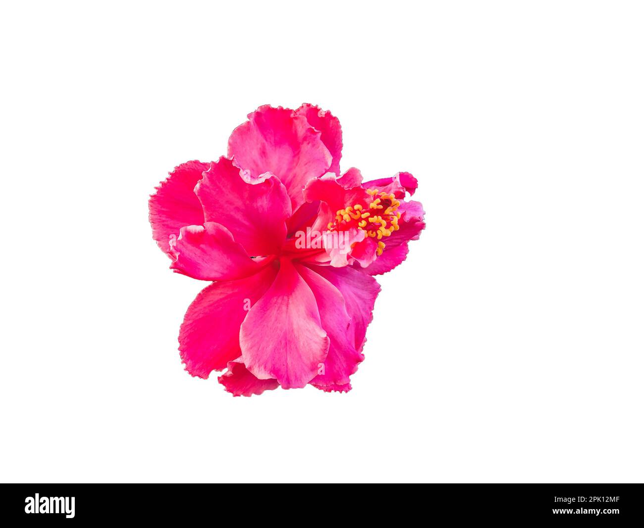 Nahaufnahme des roten Hibiskus oder allgemein bekannt als Bunga Raya Stockfoto